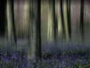 Bluebell wood